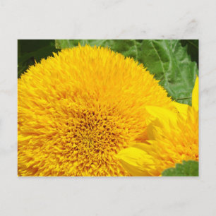 Big Bright Gelb Gelbe Sonnenblumen Postkarten nach