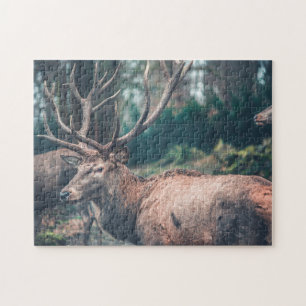 Big Brown Buck Deer mit großen Antlern