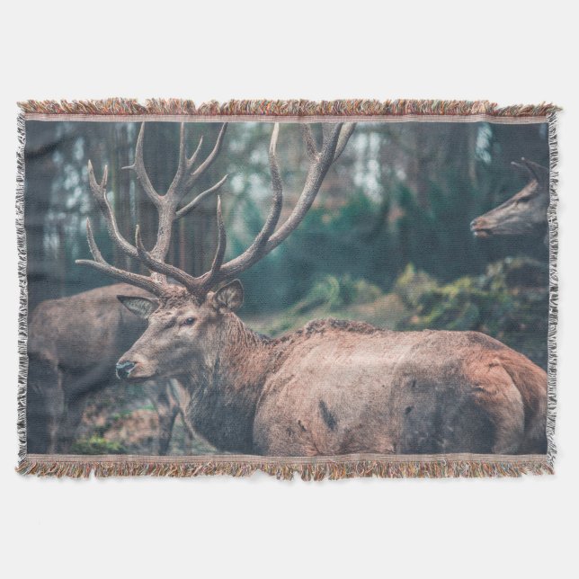Big Brown Buck Deer mit großen Antlern Decke (Vorderseite)