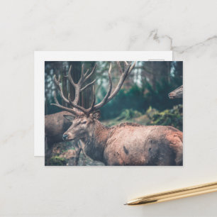 Big Brown Buck Deer mit großen Antlern Postkarte