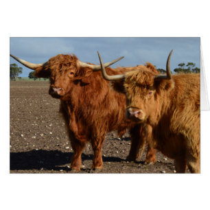 Big Brown Highland Cows