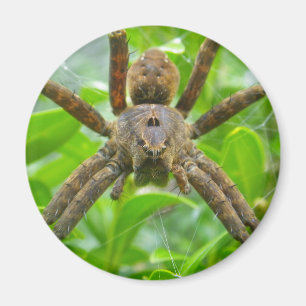 Big Brown Spider Magnet