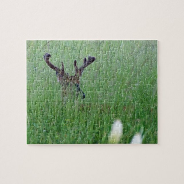 Big Buck In Tall Grass (Horizontal)