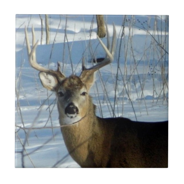 Big Buck Winter Fliese (Vorderseite)