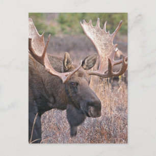 Big Bull Moose Postkarte