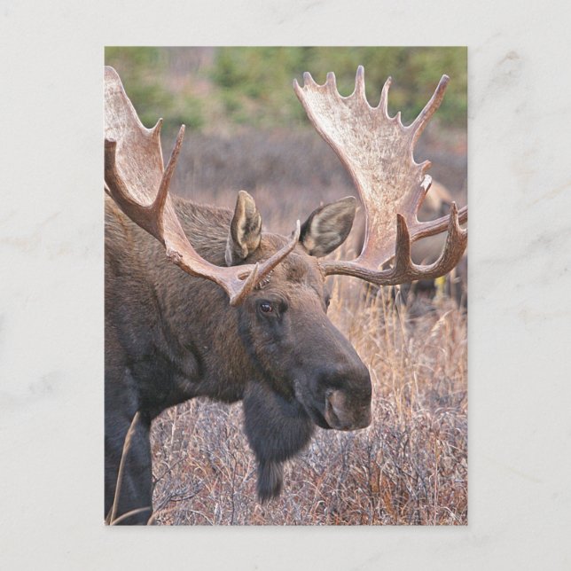 Big Bull Moose Postkarte (Vorderseite)