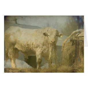 Big Bull, toute occasion carte de voeux vierge