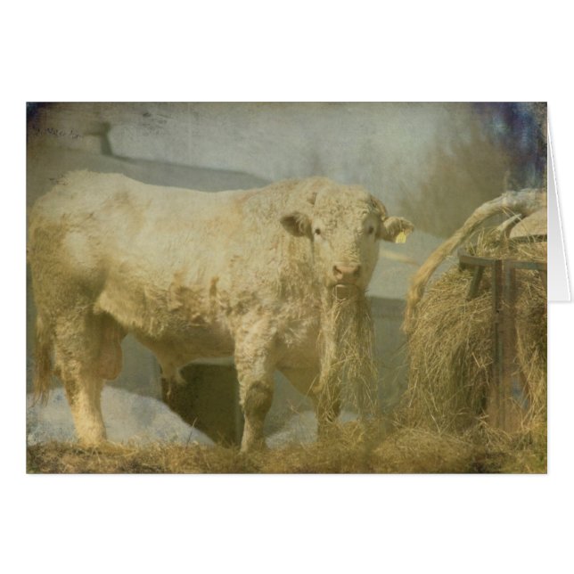 Big Bull, toute occasion carte de voeux vierge (Devant horizontal)