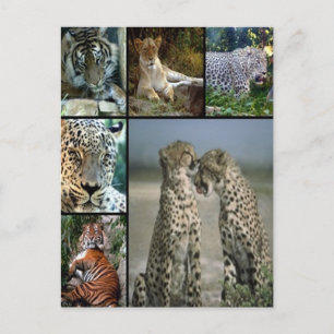 Big Cat Collage Postkarte