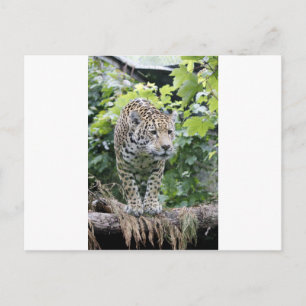 Big Cat Jaguar Postkarte