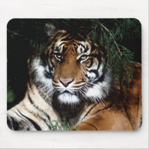 Big Cat Mouse Pad Mousepad