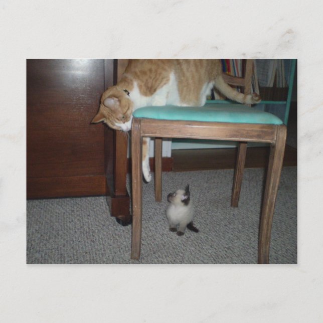 Big Cat Sees Little Kitten Carte postale (Devant)