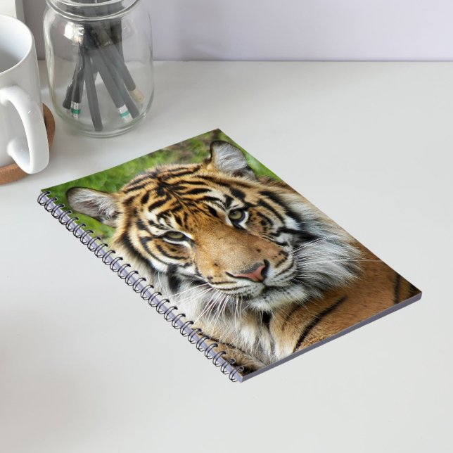 Big Cat Sumatran Tiger Foto Notizblock (In Situ)
