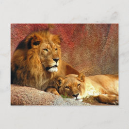 Big Cats - 6 Postkarte