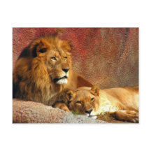Big Cats - 6