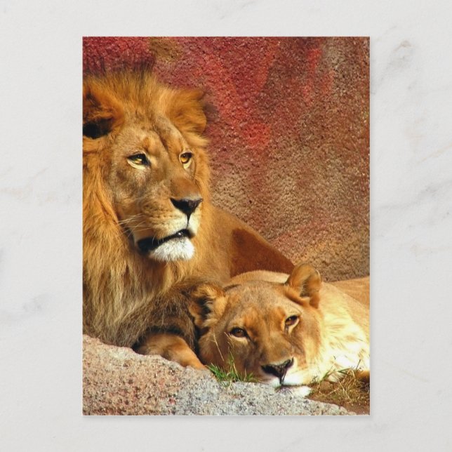 Big Cats - 6 Postkarte (Vorderseite)