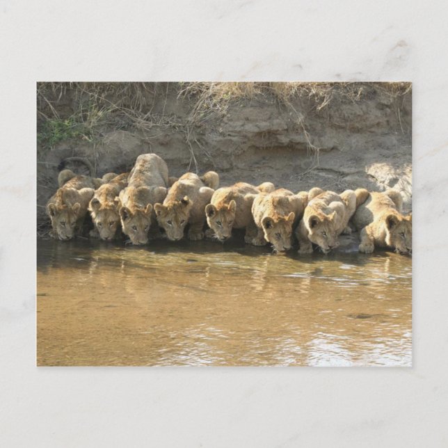 Big Cats Postcard Postkarte (Vorderseite)