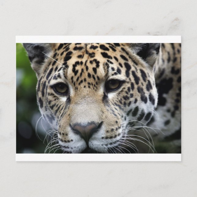 Big Cats Postkarte (Vorderseite)