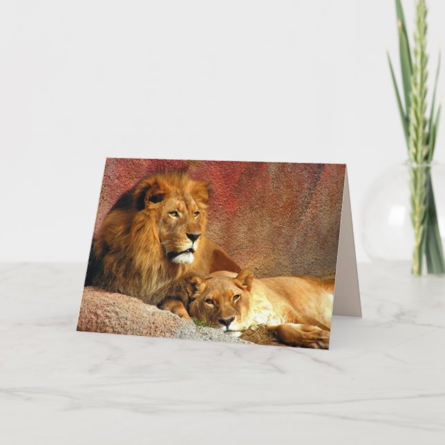 Big Cats Set - 6 Karte (Vorderseite)