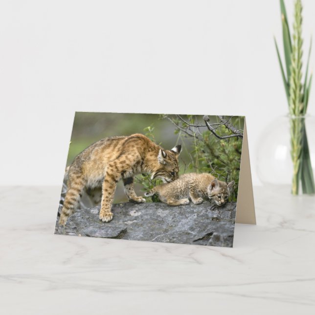 Big Cats Set - 9 Karte (Vorderseite)