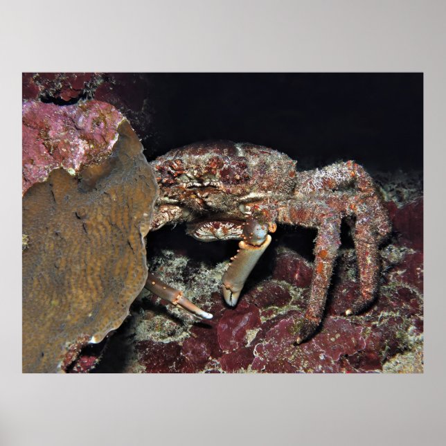Big Crab Poster (Vorne)