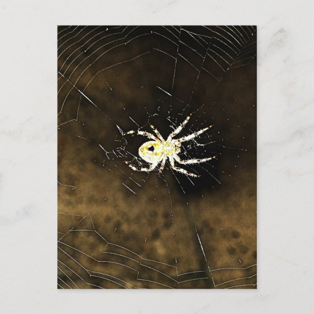 Big Creepy Spider im Web Postkarte (Vorderseite)