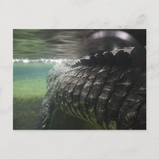 Big Crocodile Postkarte