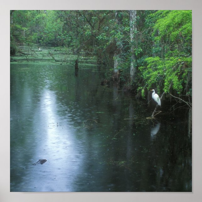 Big Cypress National Preserve Spring Rain Poster (Vorne)