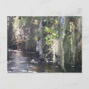 Big Cypress Postkarte