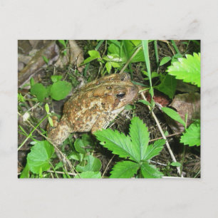 Big Daddy Toad Postcard Postkarte