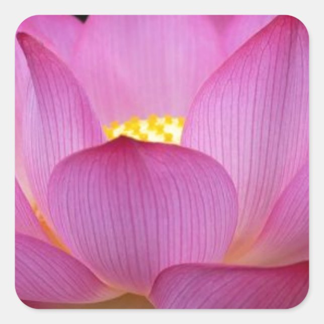 Big dark pink Lotus Blume Foto.jpg Quadratischer Aufkleber (Vorderseite)
