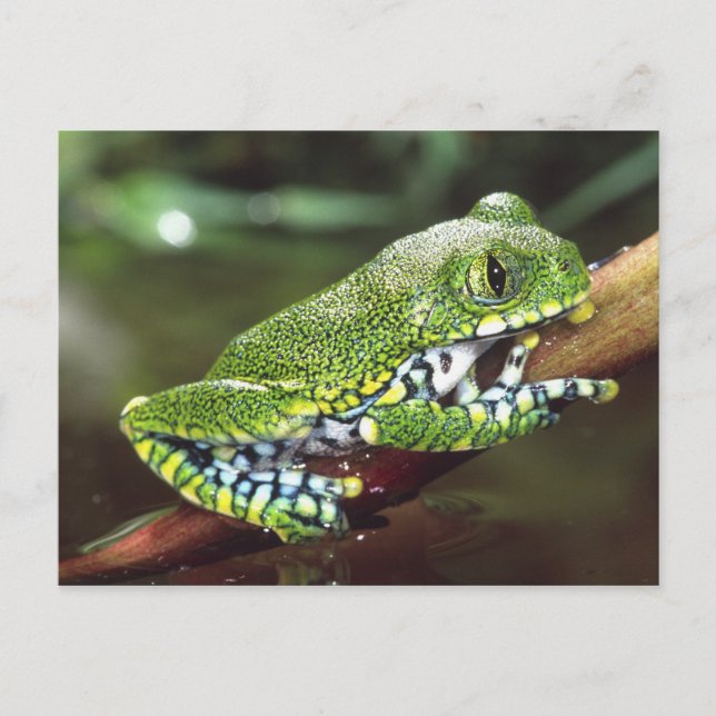 Big Eye Treefrog, Leptopelis miculatus, Postkarte (Vorderseite)