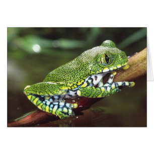 Big Eye Treefrog, Leptopelis vermiculatus,