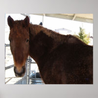 Big Eyes Red Tennessee Wanderpferd - TWH