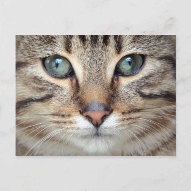 Big Eyes Tabby Cat Kitten Postcard Postkarte (Vorderseite)
