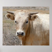 Big Eyes White Charolais Cattle - Western