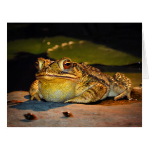 Big Fat Toad