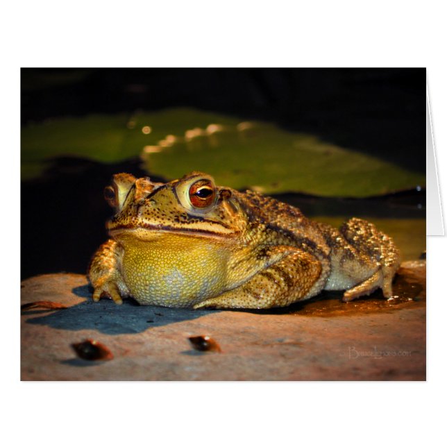 Big Fat Toad (Vorderseite (Horizontal))
