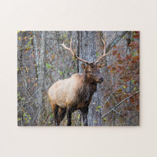 Big Game Hunter - Bull Elk - 11 x 14 Zoll