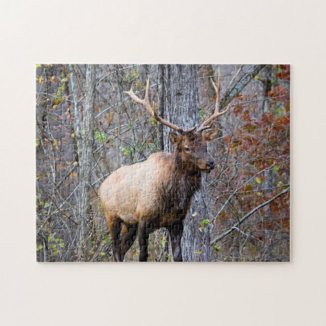 Big Game Hunter - Bull Elk - 11 x 14 Zoll (Horizontal)