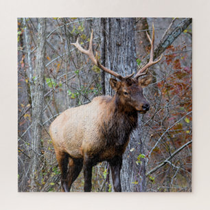 Big Game Hunter - Bull Elk - 20 x 20 Zoll