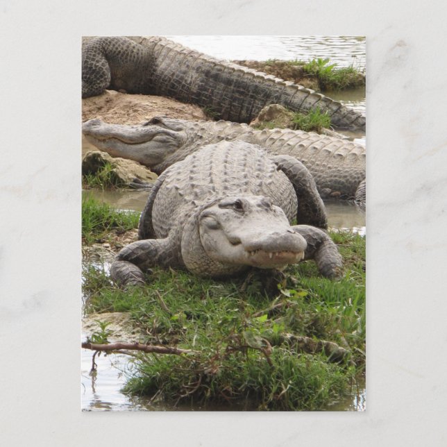 Big Gator Postkarte (Vorderseite)