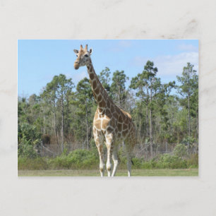 Big Giraffe im Zoo Postkarte