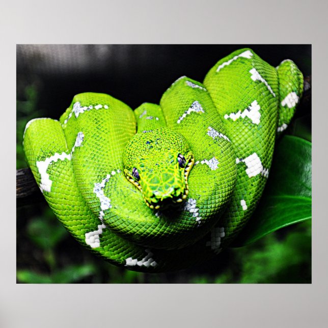 Big green boa snake poster (Vorne)