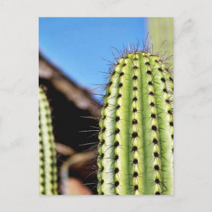 Big Green Cactus Postkarte
