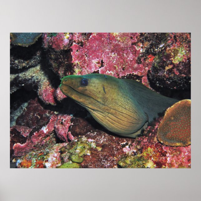 Big Green Moray Poster (Vorne)