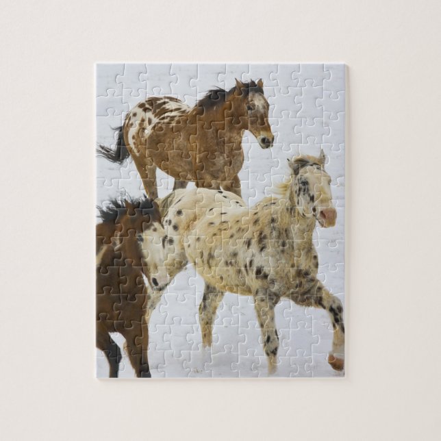 Big Horn Mountains, Horses running in the snow (Vertikal)