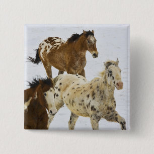 Big Horn Mountains, Horses running in the snow Button
