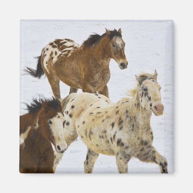 Big Horn Mountains, Horses running in the snow Magnet (Vorne)
