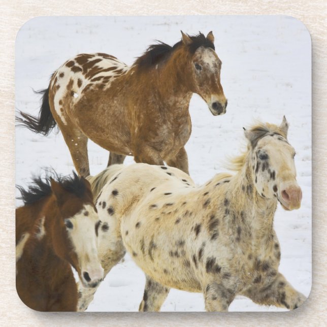 Big Horn Mountains, Horses running in the snow Untersetzer (Vorderseite)